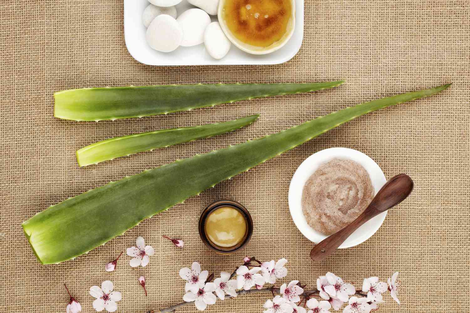 The Science Behind Aloe Vera: Why This Plant Is More Than a Skin Sooth
