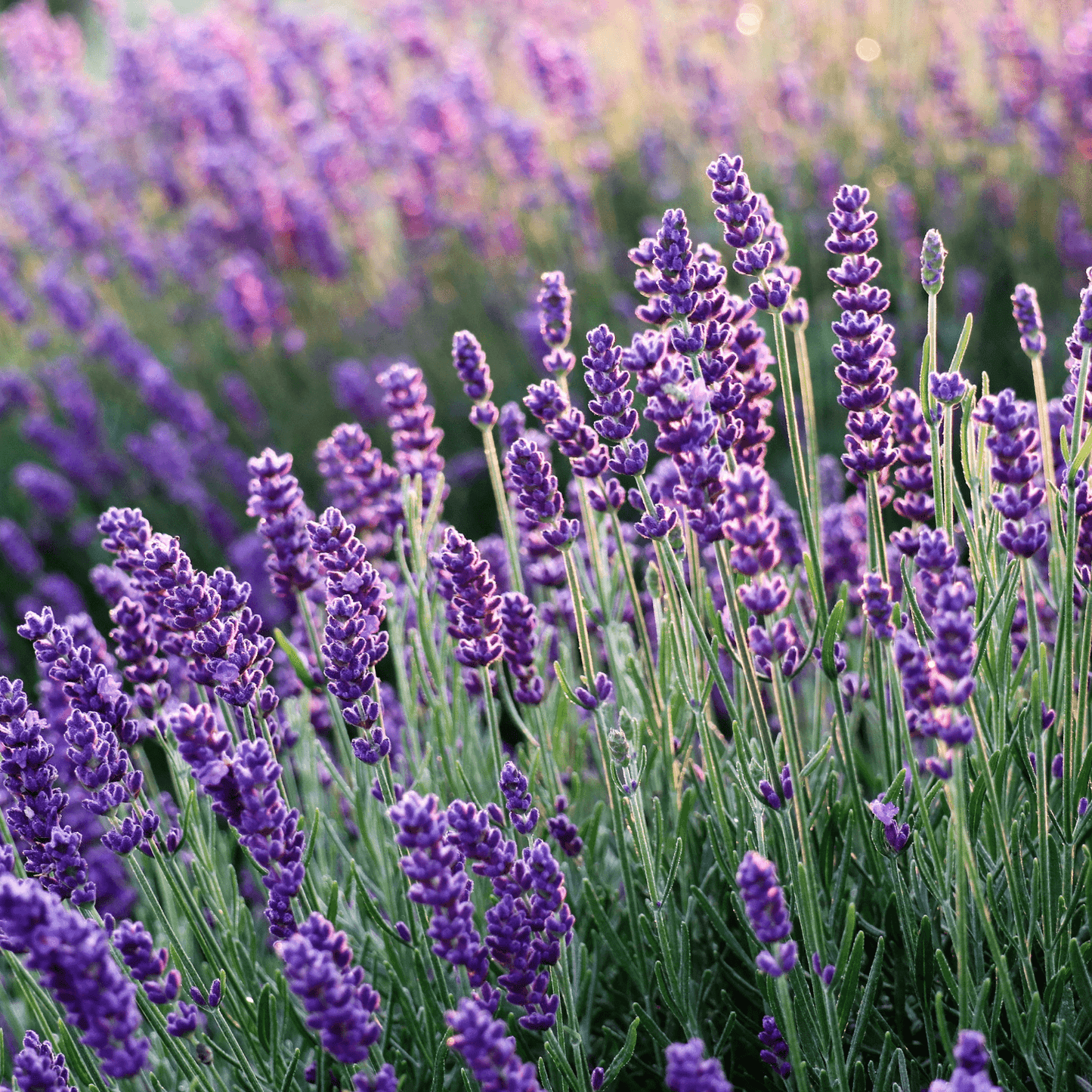 Lavender Flower Buds (Supreme French Grade)