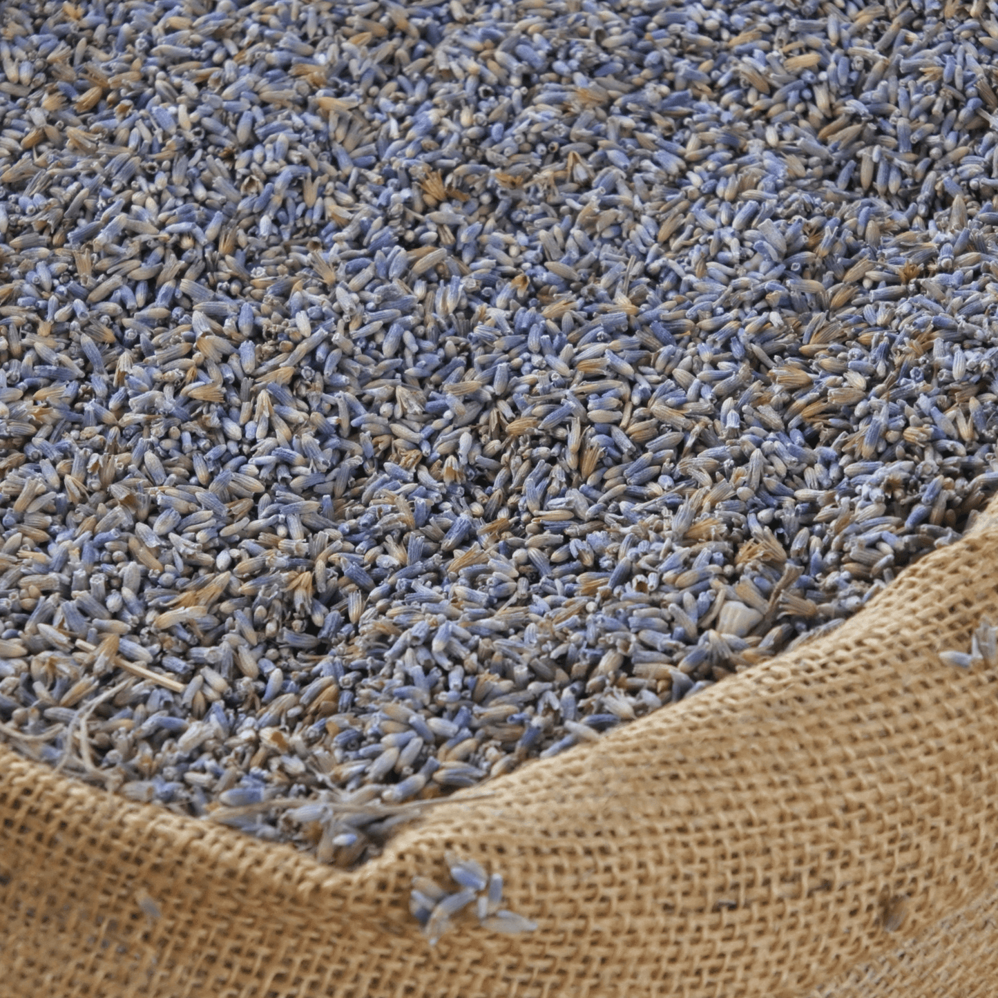 Lavender Flower Buds (Supreme French Grade)