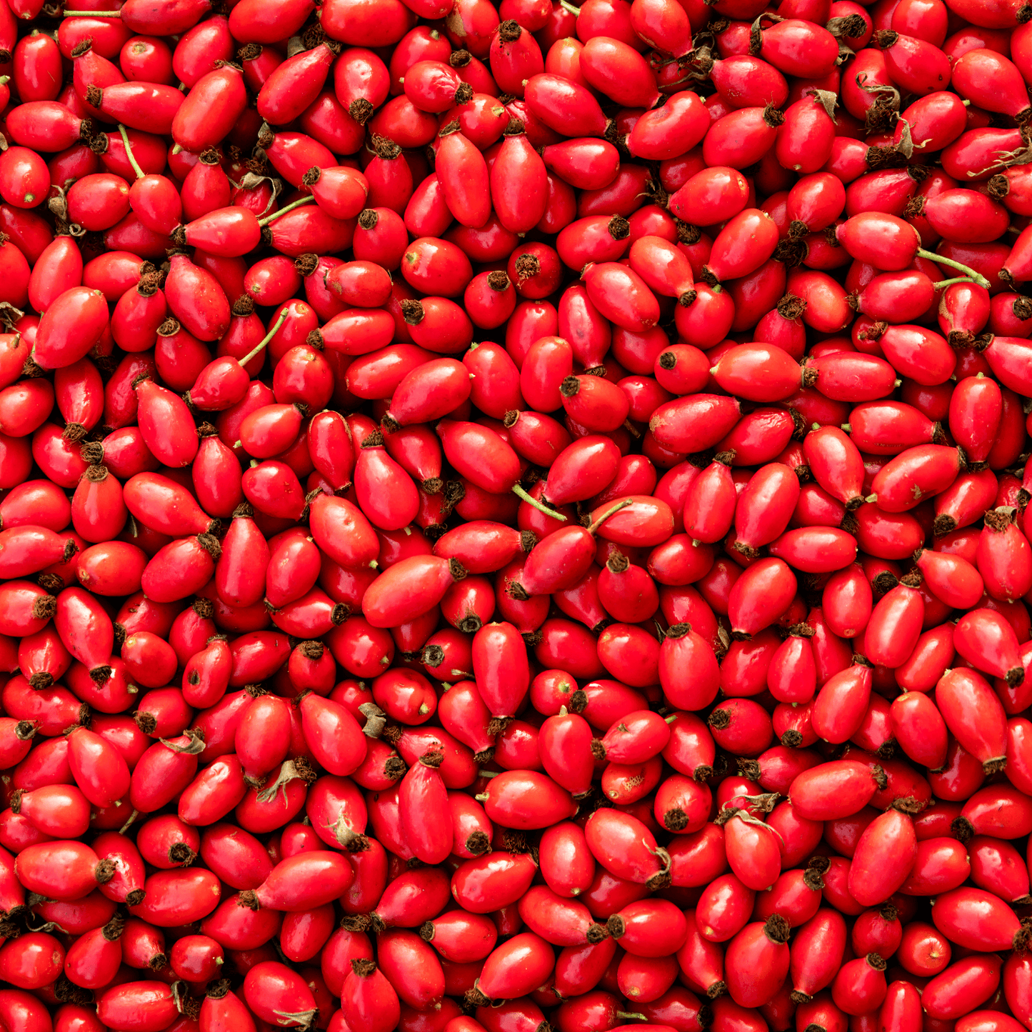 Refined Rosehip Oil (South Africa) - Cosmetic Grade
