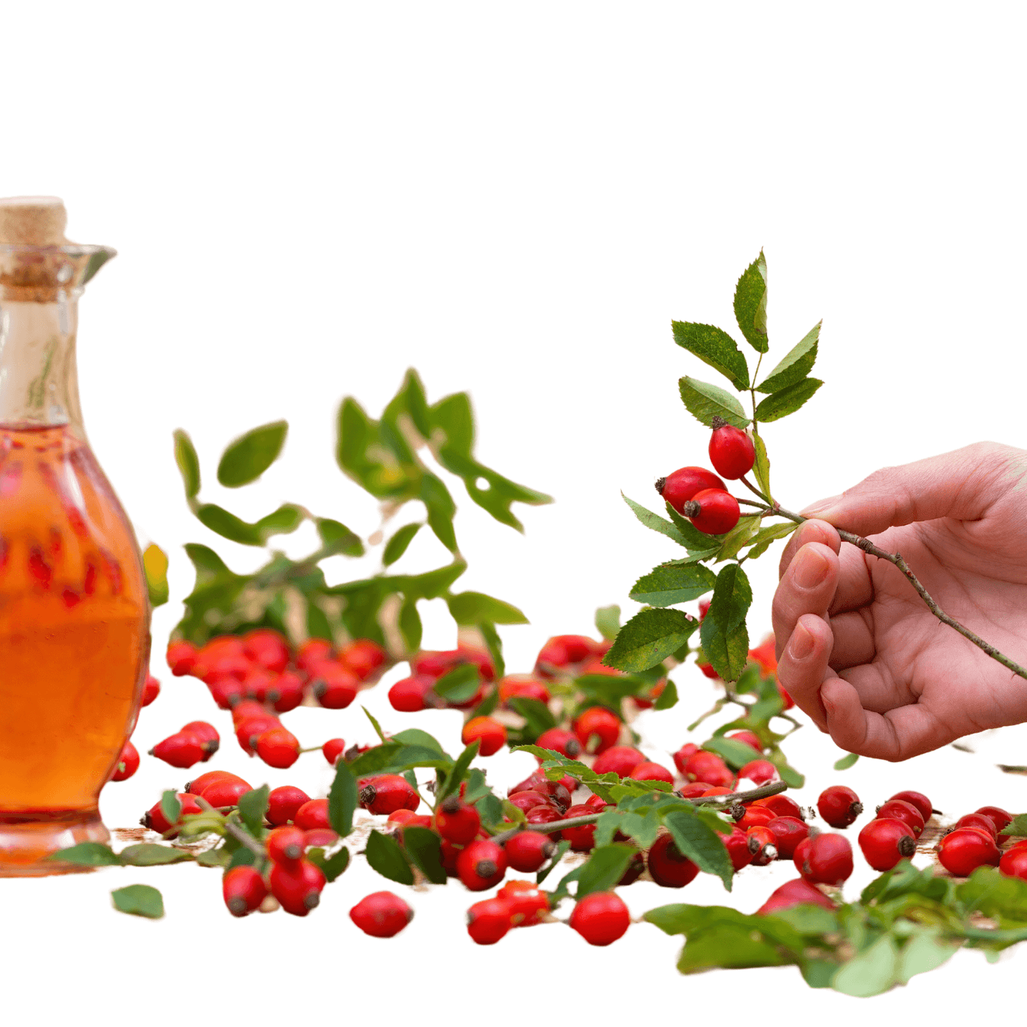 Refined Rosehip Oil (South Africa) - Cosmetic Grade