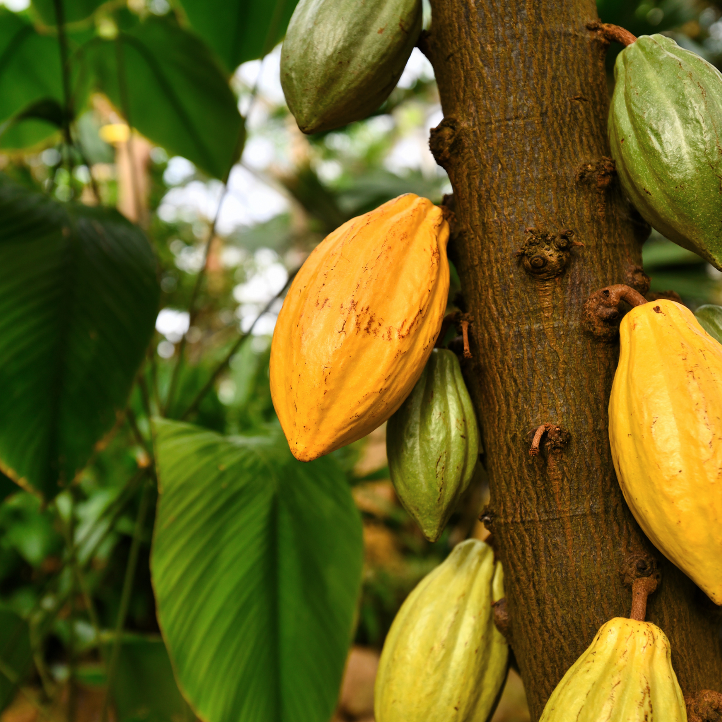 Virgin Cocoa Butter (Unrefined)