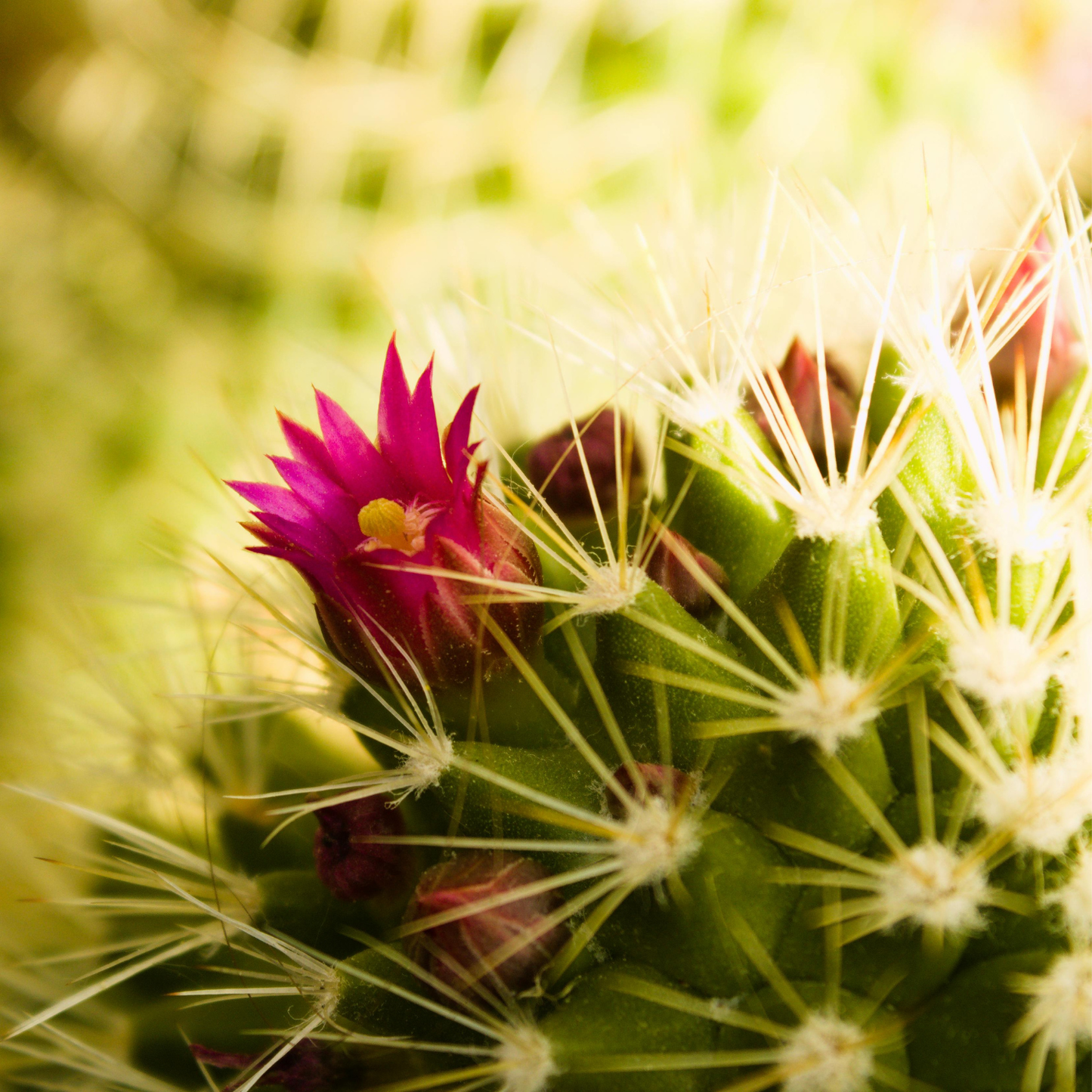 Cactus Blossom Fragrance Oil