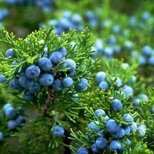 Juniper Berries Fragrance Oil - 30ml