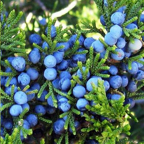 Juniper Berries Fragrance Oil - 30ml