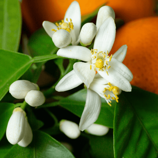 Orange Blossom Fragrance Oil