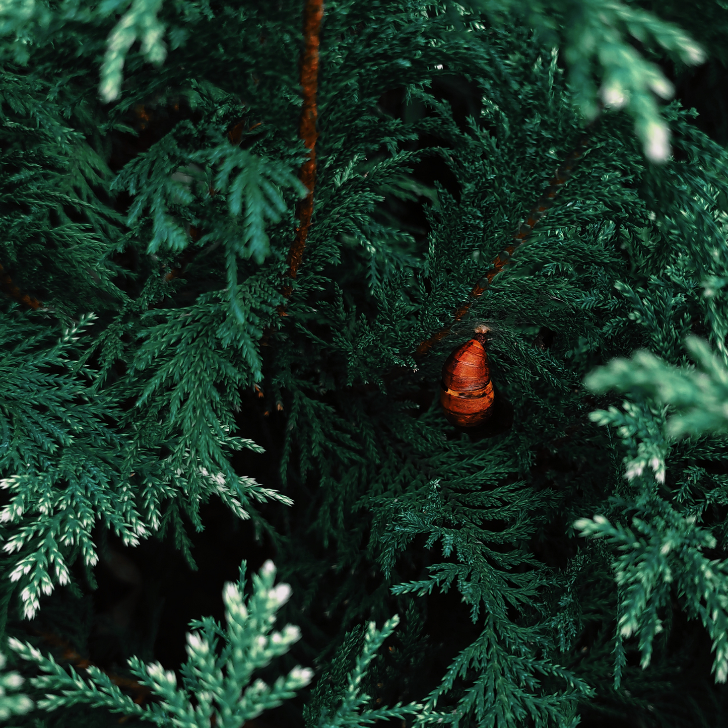 Cedarwood Fragrance Oil