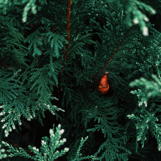 Cedarwood Fragrance Oil