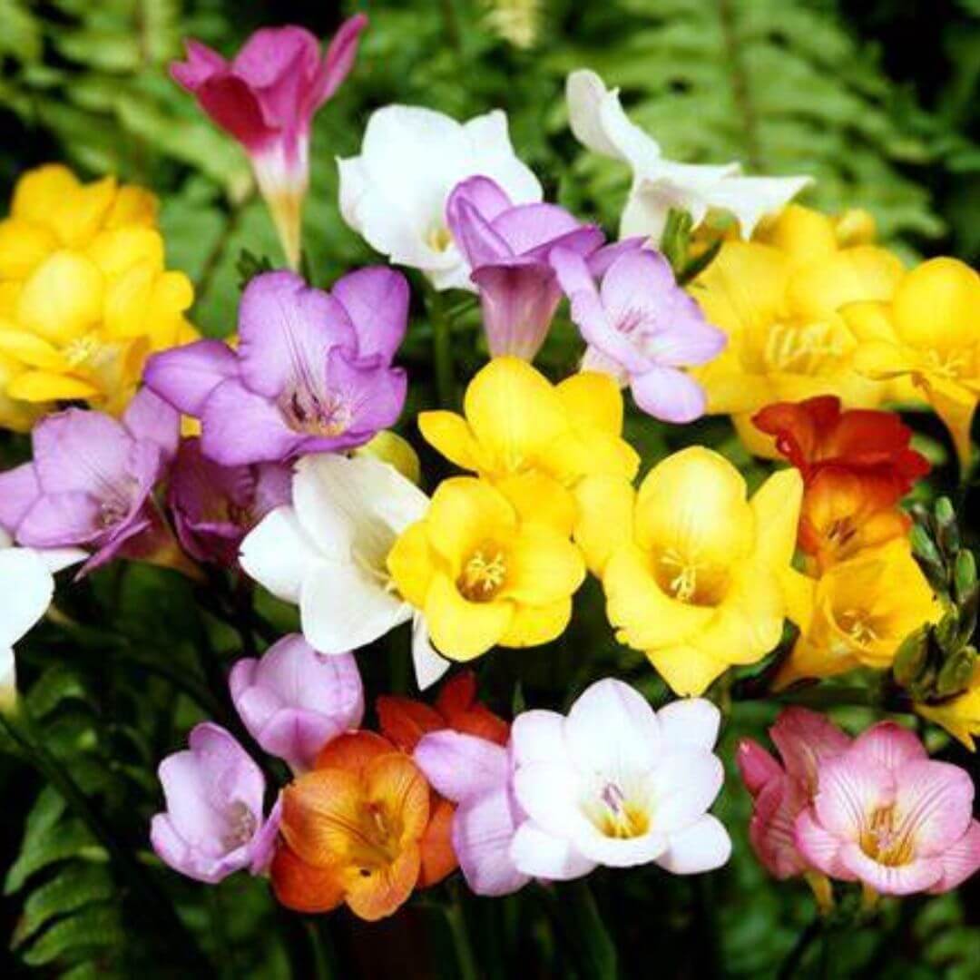 Royal Freesia Fragrance Oil