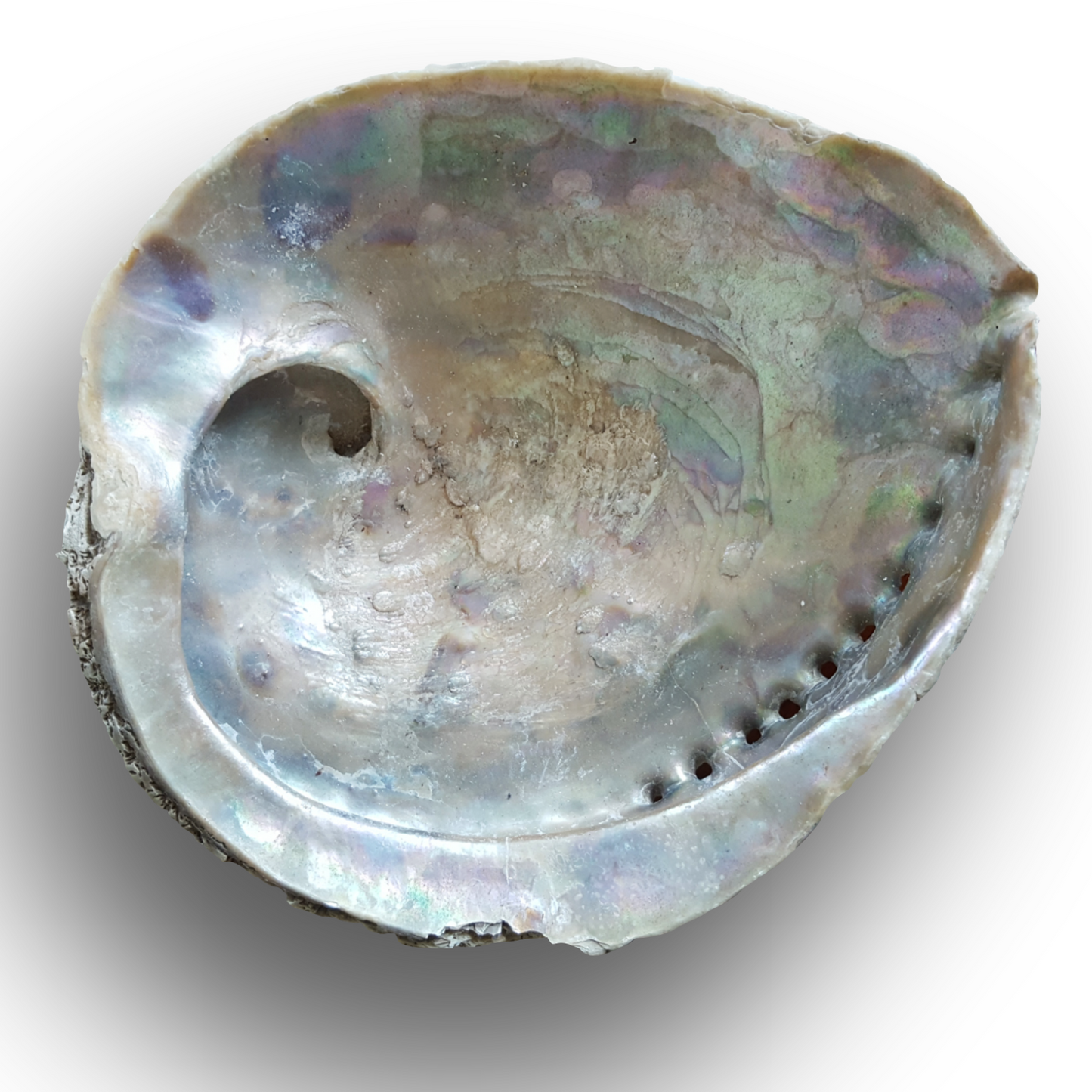 Smudge Stick Shell