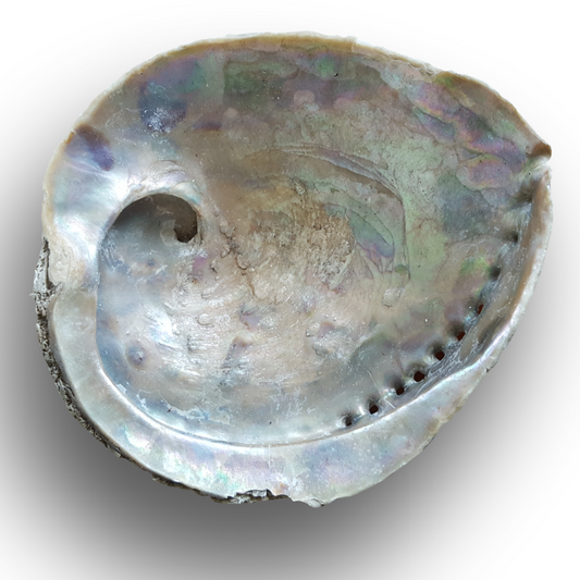 Smudge Stick Shell