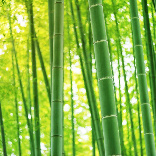 Bamboo Fragrance Oil - 30ml