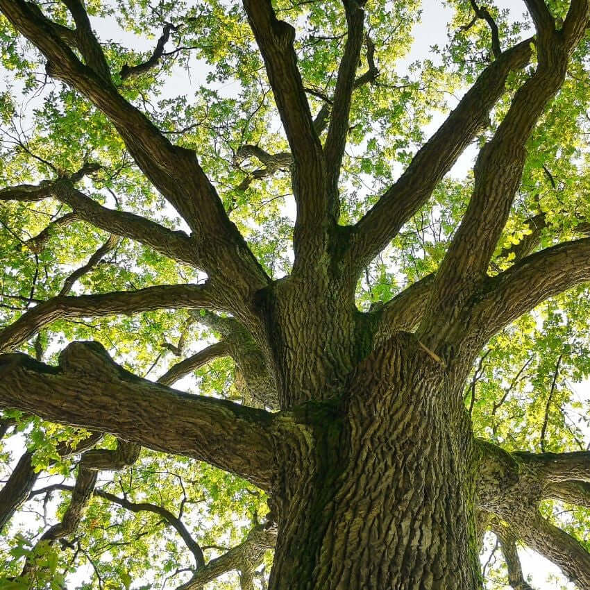 Oak Wood Fragrance Oil - 30ml