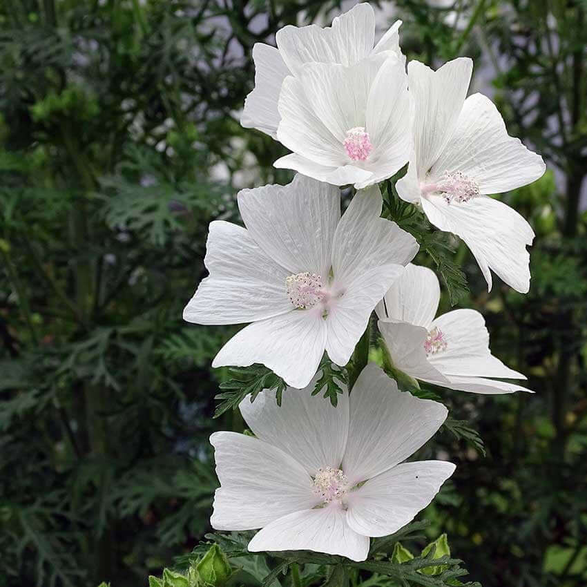 White Musk Fragrance Oil - 30ml