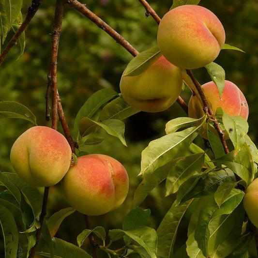 Peach Fragrance Oil - 30ml