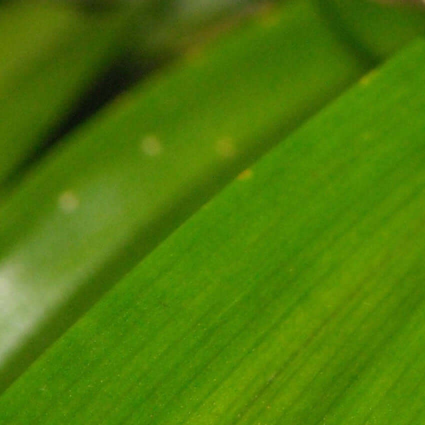 Pandan Fragrance Oil - 30ml