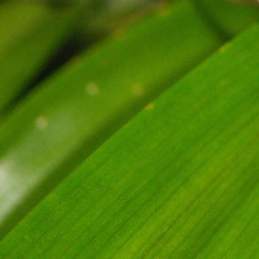 Pandan Fragrance Oil - 30ml