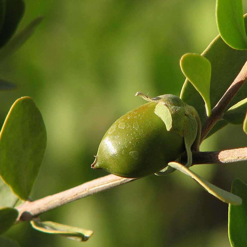 Refined Jojoba Oil (South America) - Cosmetic Grade