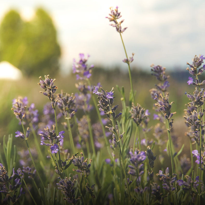 Lavender Fresh Fragrance Oil - 30ml