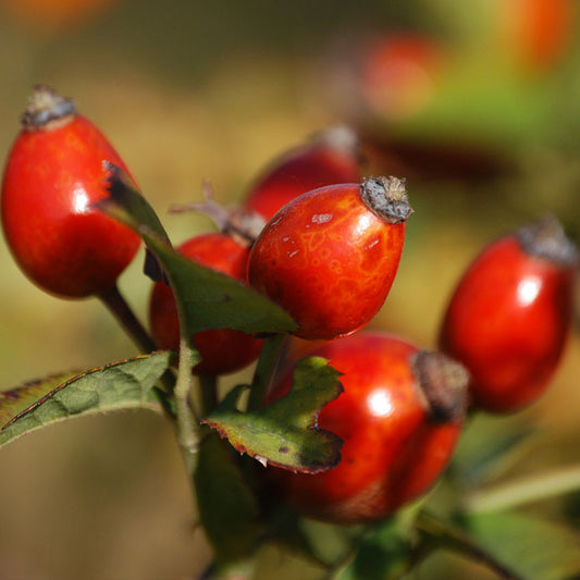 Refined Rosehip Oil (South Africa) - Cosmetic Grade