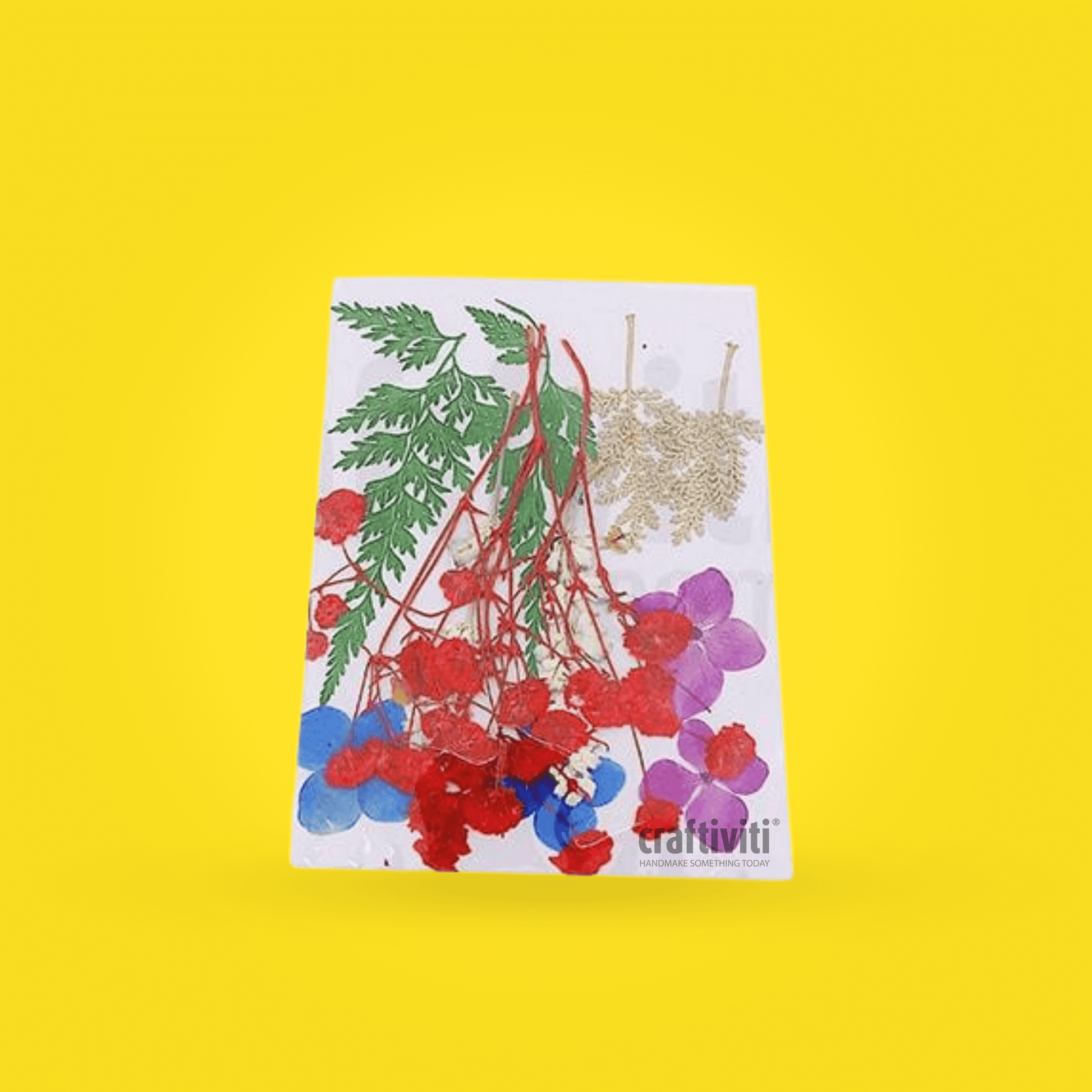 Dried Flat Flower - Mix Color 2