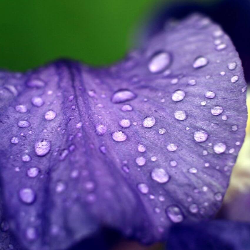 Flower Water Fragrance Oil - 30ml