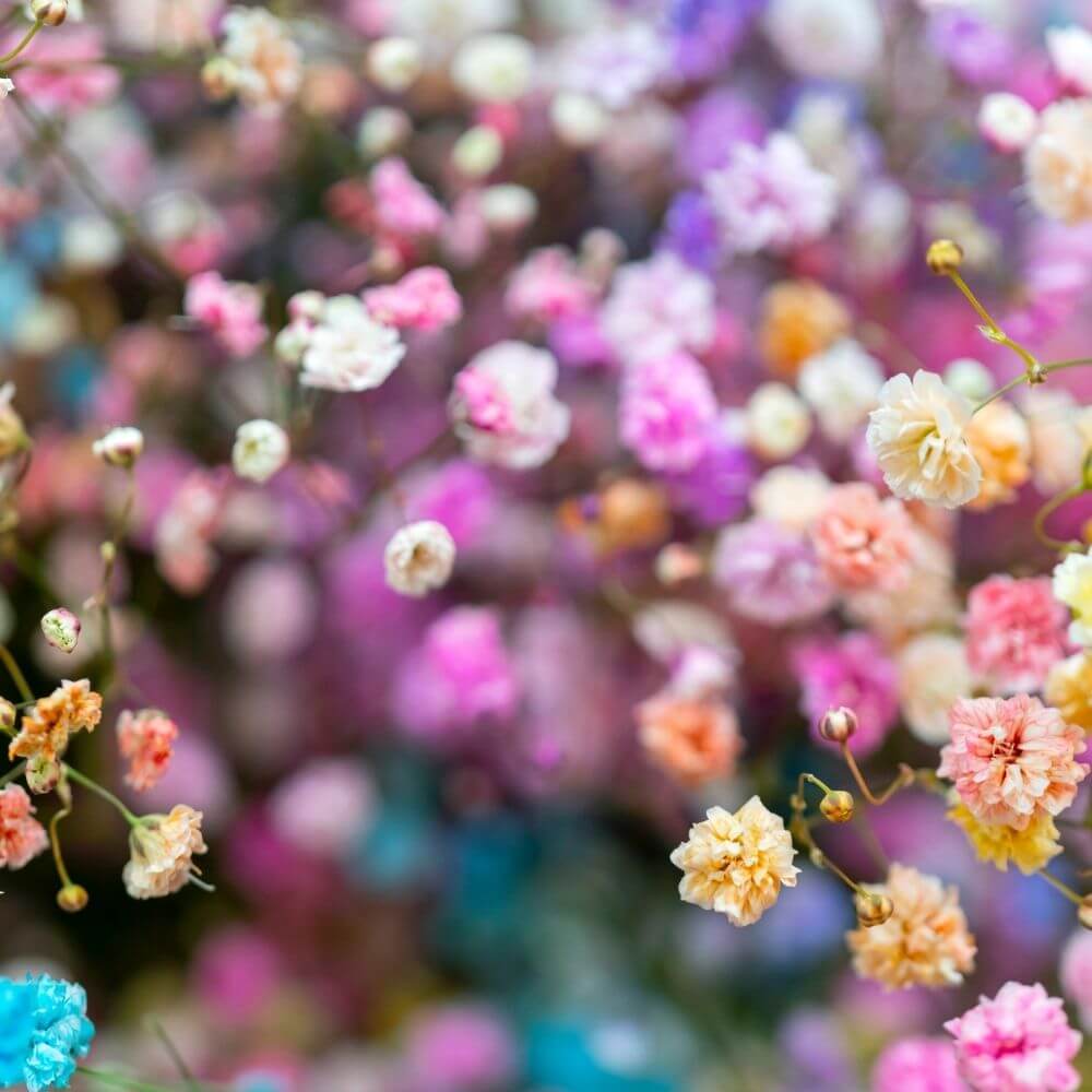 Enchanted Forest Fragrance Oil - 30ml