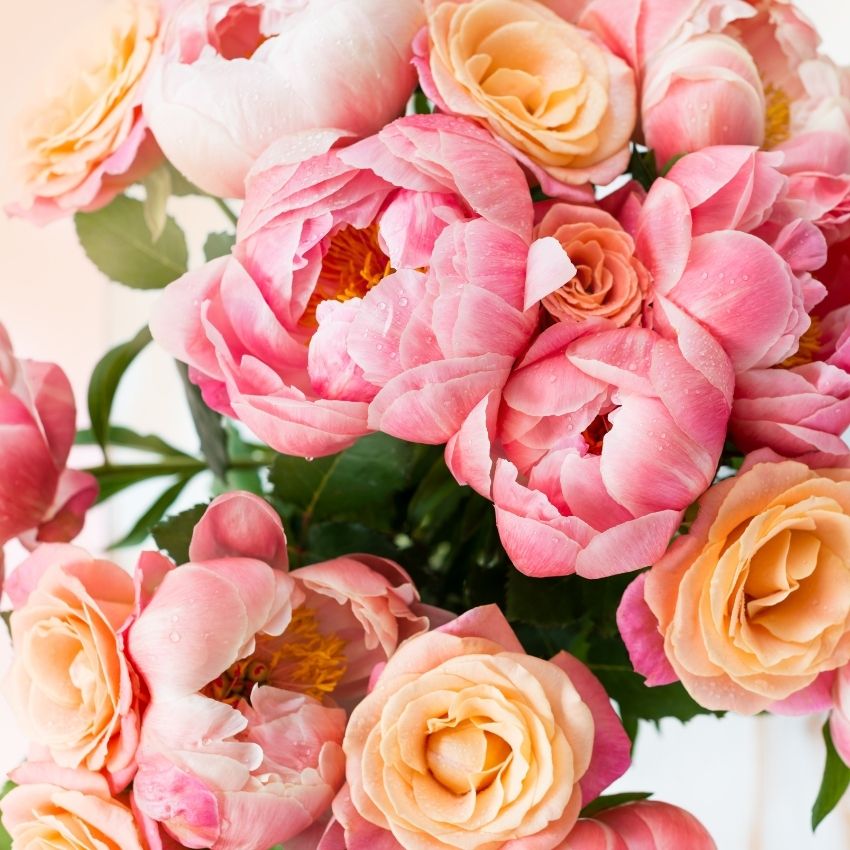 Peony Fragrance Oil - 30ml