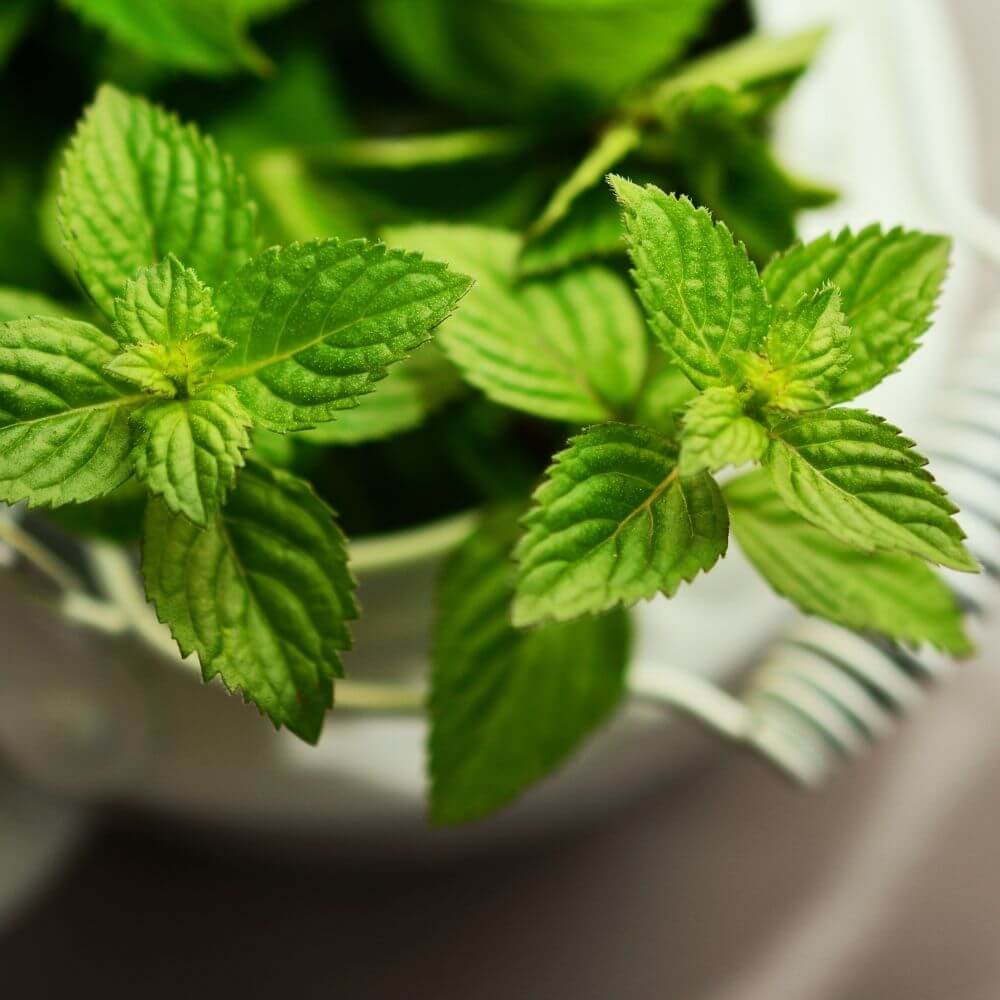 Peppermint Supreme Fragrance Oil - 30ml