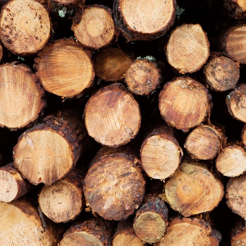 Timber Fragrance Oil - 30ml
