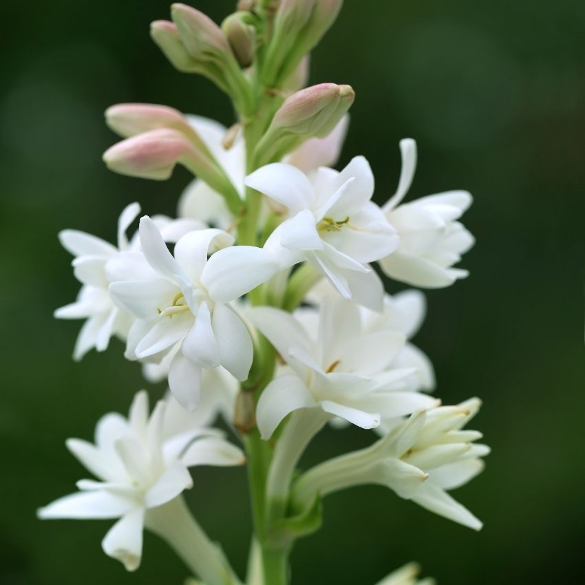 Tuberose Fragrance Oil - 30ml