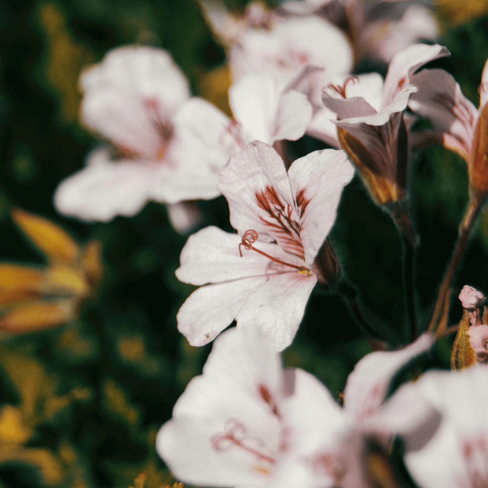 Wild Rose & Geranium Fragrance Oil - 30ml