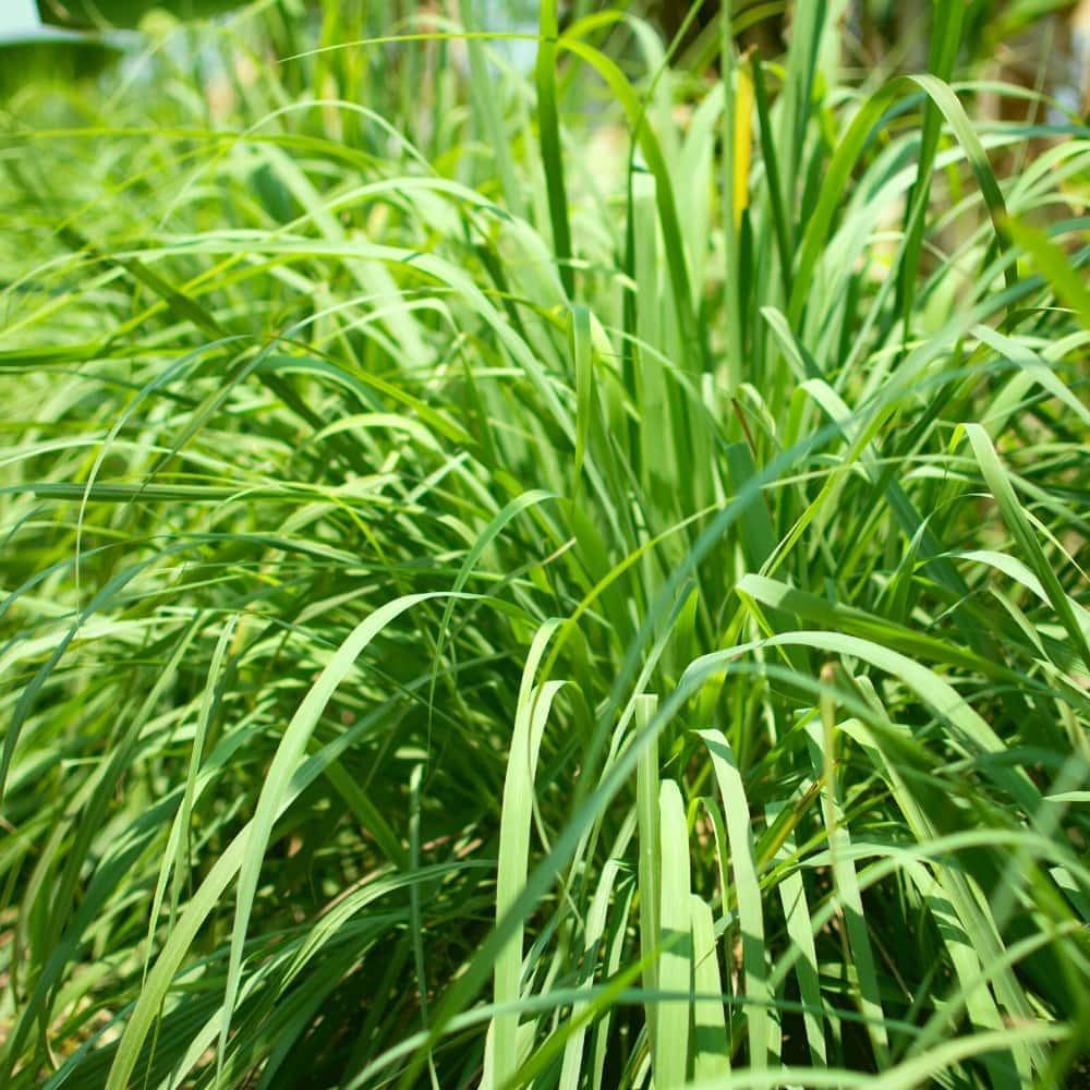 Yein&Young Palma Rosa Essential Oil - 10ml