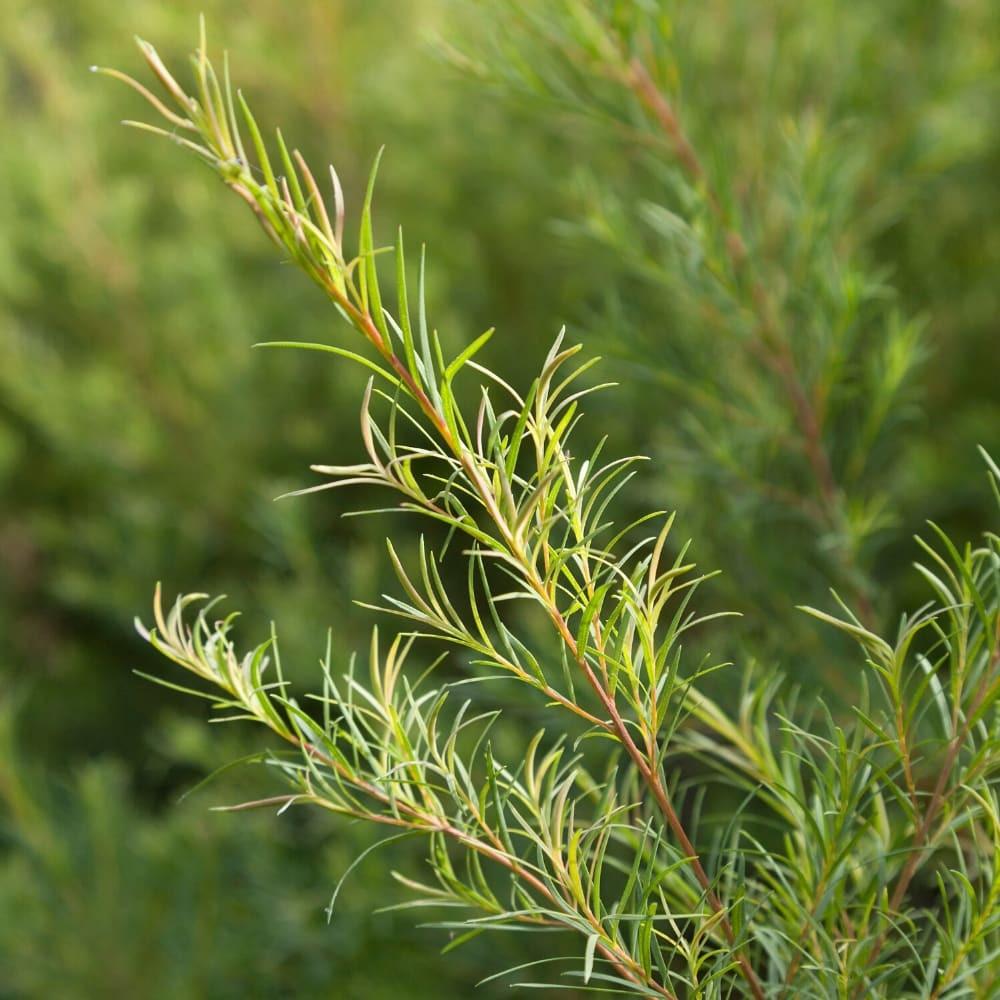 Yein&Young Tea Tree Essential Oil - 10ml