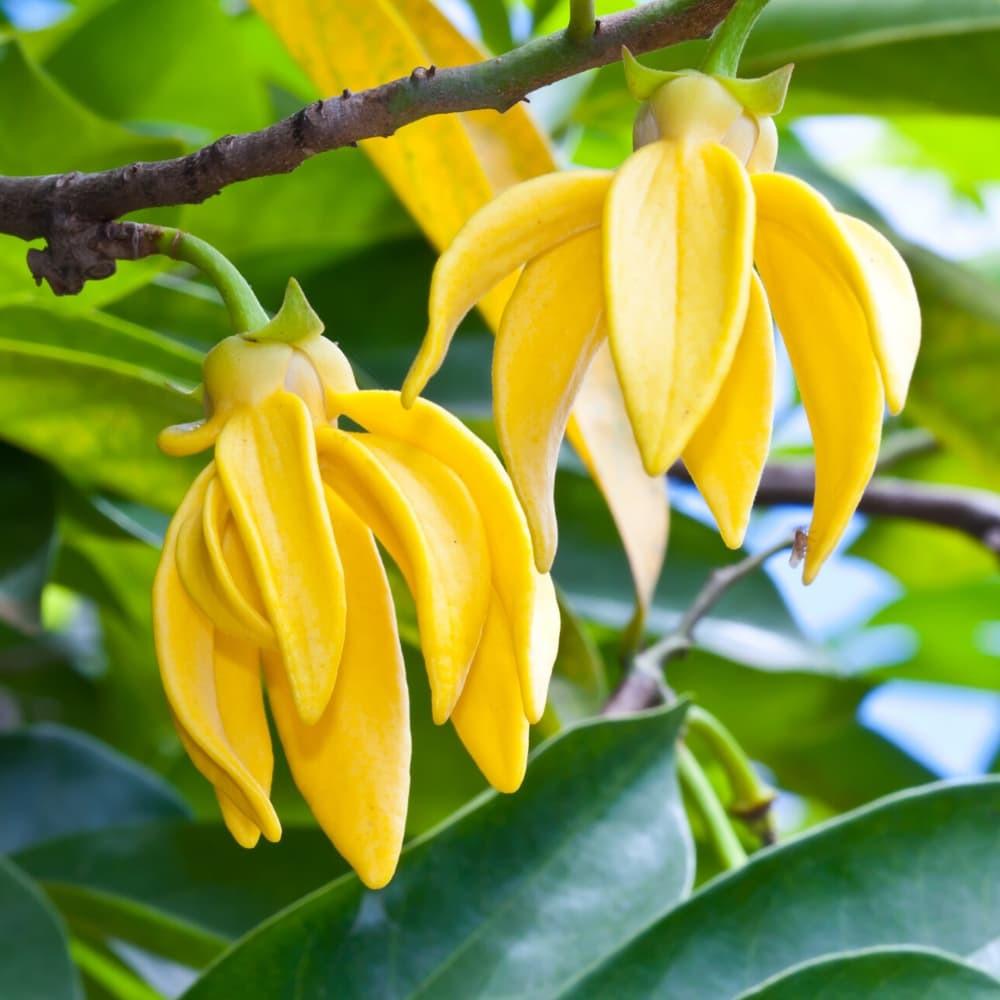 Yein&Young Ylang Ylang Essential Oil - 10ml