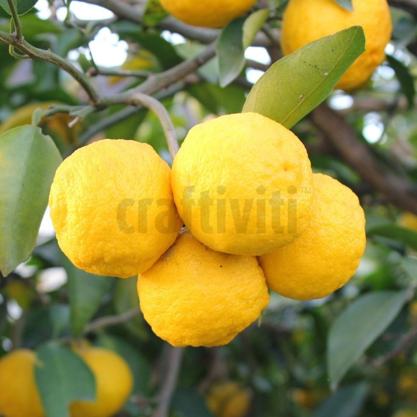 Yuzu Fragrance Oil - 30ml