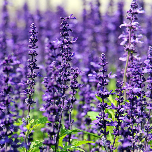 Lavender Fragrance Oil - 30ml