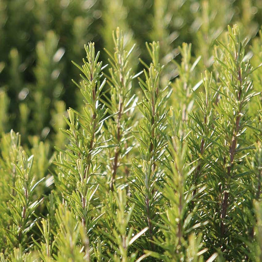 Rosemary Fragrance Oil - 30ml