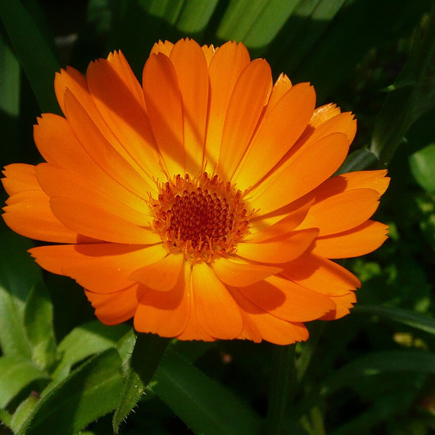 Calendula Oil (UK)