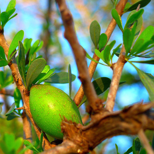 Refined Argan Oil (Morocco) - Cosmetic Grade