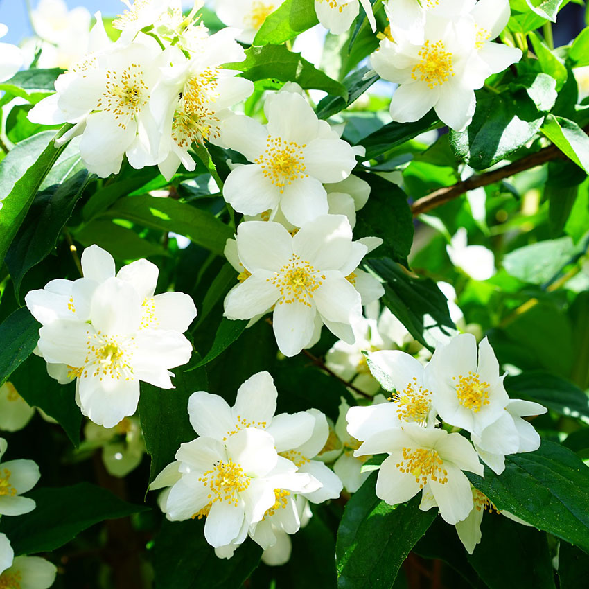 Jasmine Fragrance Oil - 30ml