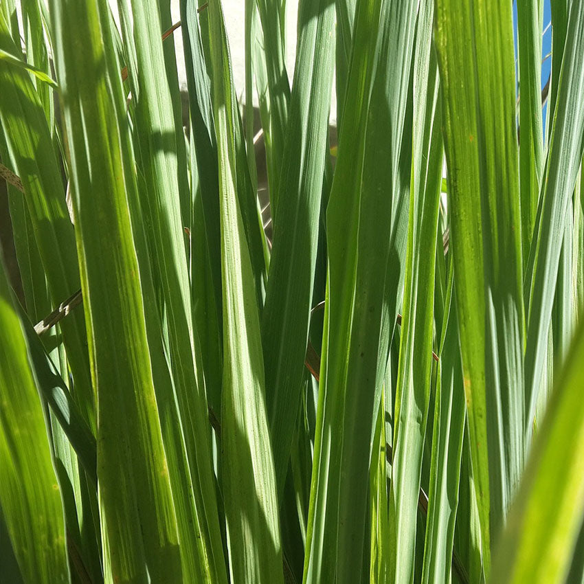 Lemongrass Fragrance Oil - 30ml