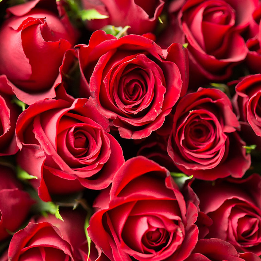 Rose Fragrance Oil - 30ml