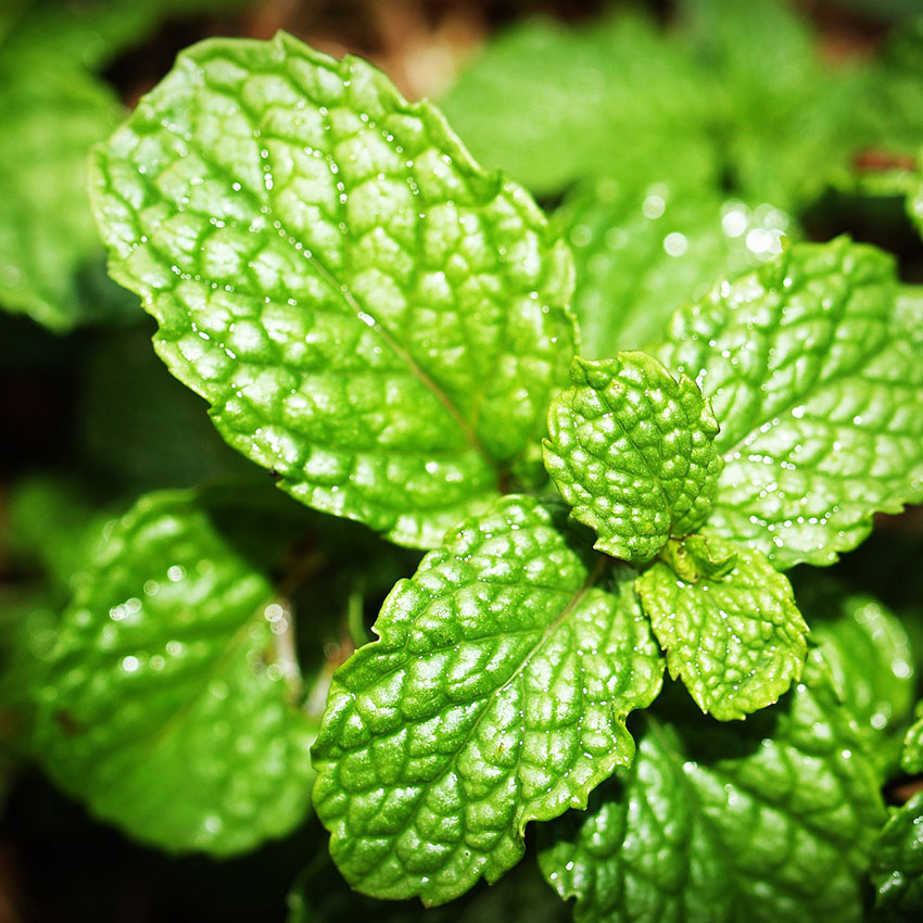 Spearmint Fragrance Oil - 30ml
