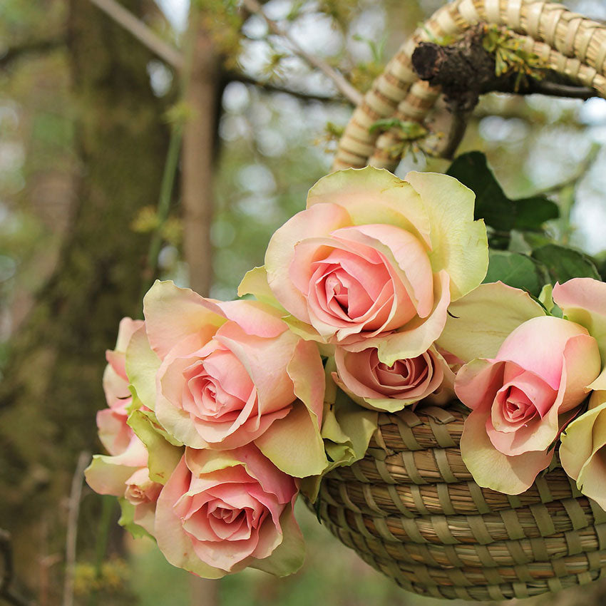 Sweet Rose Fragrance Oil - 30ml
