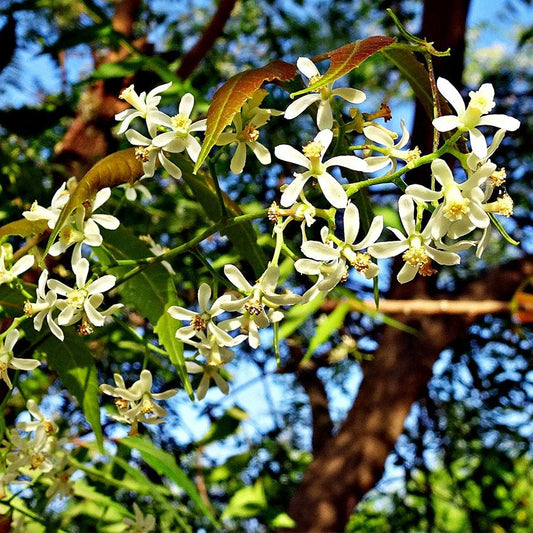 Virgin Neem Oil - 100ml