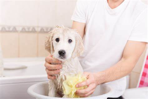 Lick-Safe Shampoo: A Worry-Free Bathing Experience for Pets