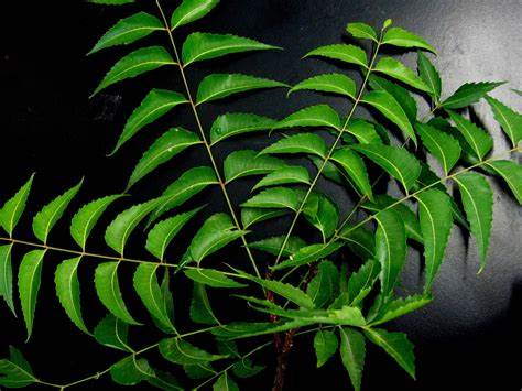 Neem Oil: Nature's Gift for Skin, Hair, and Health