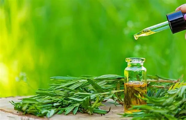 The Fascinating History of Tea Tree Oil: Australia's Ancient Healing Secret