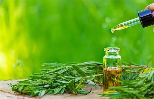The Fascinating History of Tea Tree Oil: Australia's Ancient Healing Secret